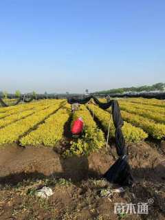 高度40厘米金森女贞小苗