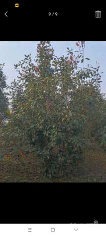 高度150厘米丛生红叶石楠