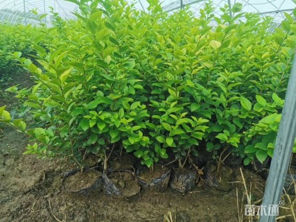 高度70厘米金叶女贞