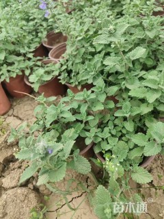 高度15厘米荆芥