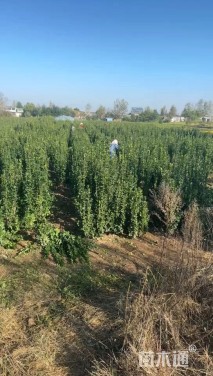 高度120厘米北海道黄杨小苗