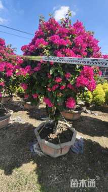 高度200厘米玫红三角梅