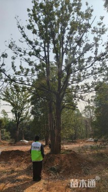 70公分(3杆)丛生香樟