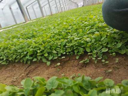 高度10厘米紫花地丁
