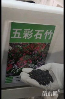 五彩石竹种子