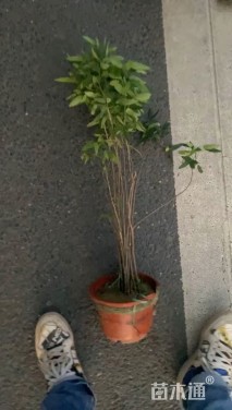 高度50厘米伞房决明