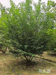 高度400厘米丛生山桃