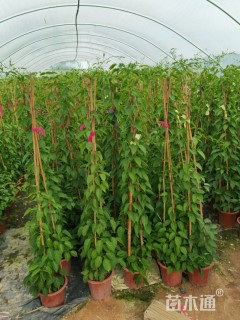 100厘米炮仗花