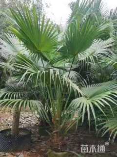 裸干高50厘米蒲葵