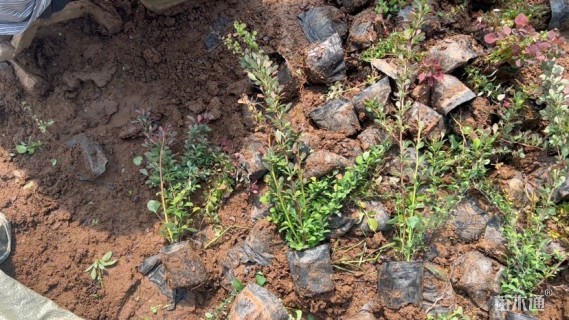 高度30厘米红叶小檗