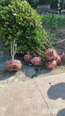 高度200厘米茶花