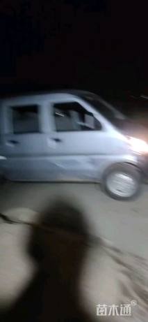 高度30厘米射干