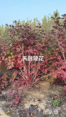 高度2厘米天目琼花