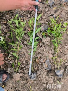 高度35厘米栀子花