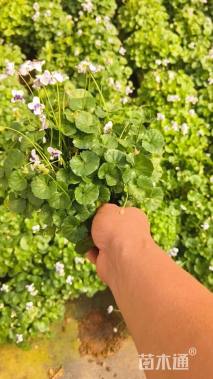 高度20厘米肾叶堇