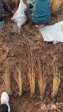 高度100厘米矢羽芒