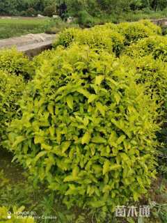 冠幅80厘米金冠女贞球