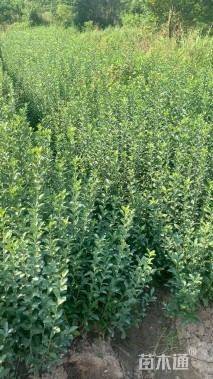 高度40厘米大叶黄杨小苗