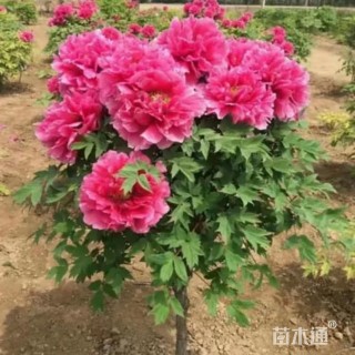 高度120厘米牡丹