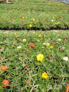 高度20厘米半枝莲