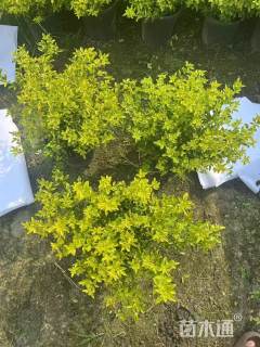 高度30厘米迎春