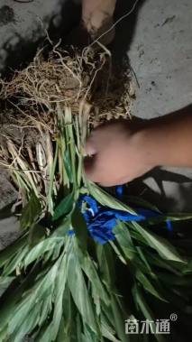 高度50厘米花叶良姜