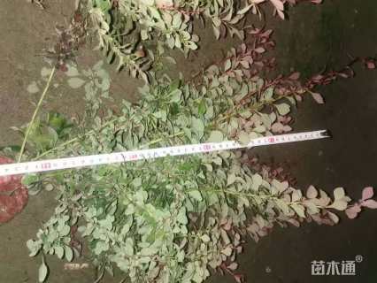 高度40厘米紫叶小檗