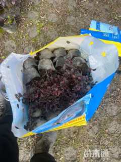 高度25厘米红花继木