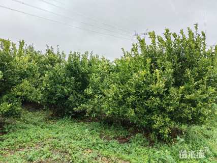 高度250厘米四季红