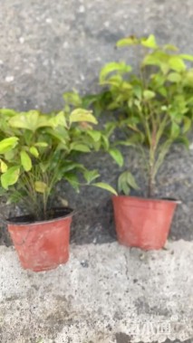 高度25厘米火焰南天竹