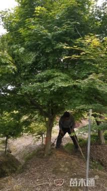 13公分鸡爪槭