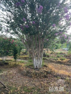 高度500厘米丛生茶条槭