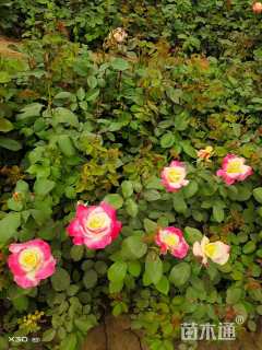 高度40厘米大花月季