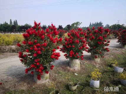 高度100厘米澳洲红千层