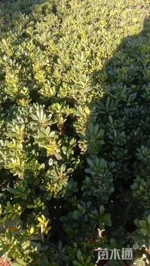 高度30厘米海桐