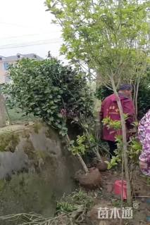 高度180厘米茶花