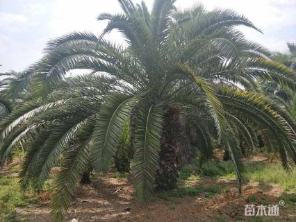 裸干高300厘米加拿利海枣