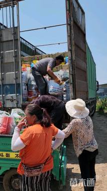 高度30厘米翠芦莉
