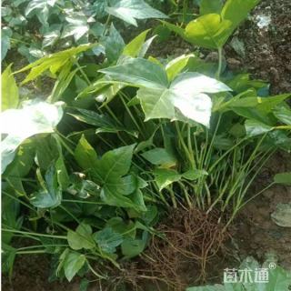 高度50厘米八角金盘小苗