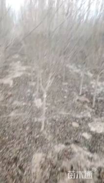 高度180厘米木槿