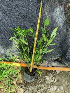 高度45厘米毛鹃