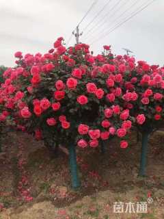 10公分树状月季