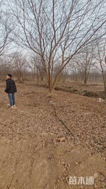 8公分(5杆)丛生朴树