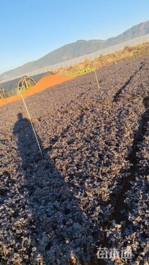 高度25厘米红花继木