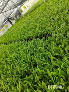 高度20厘米肾蕨