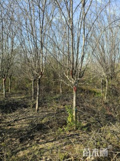 10公分西府海棠