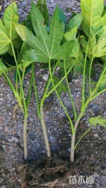 高度50厘米八角金盘