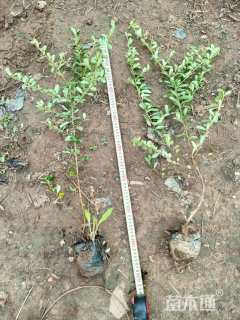 高度50厘米火棘