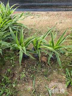 高度20厘米吊兰