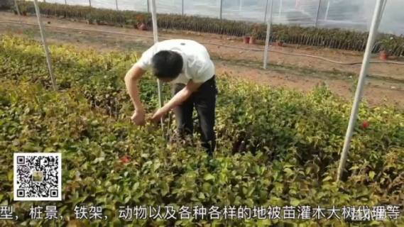 裸干高100厘米加拿利海枣